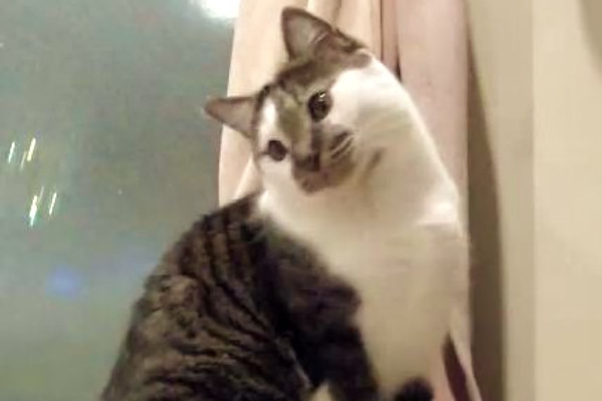 Cat Barking at Bubbles