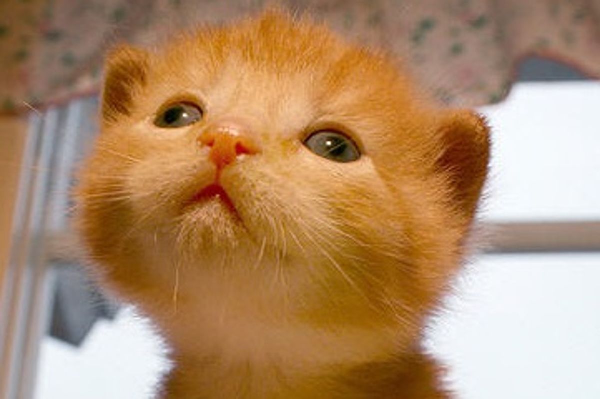 Farm Kittens