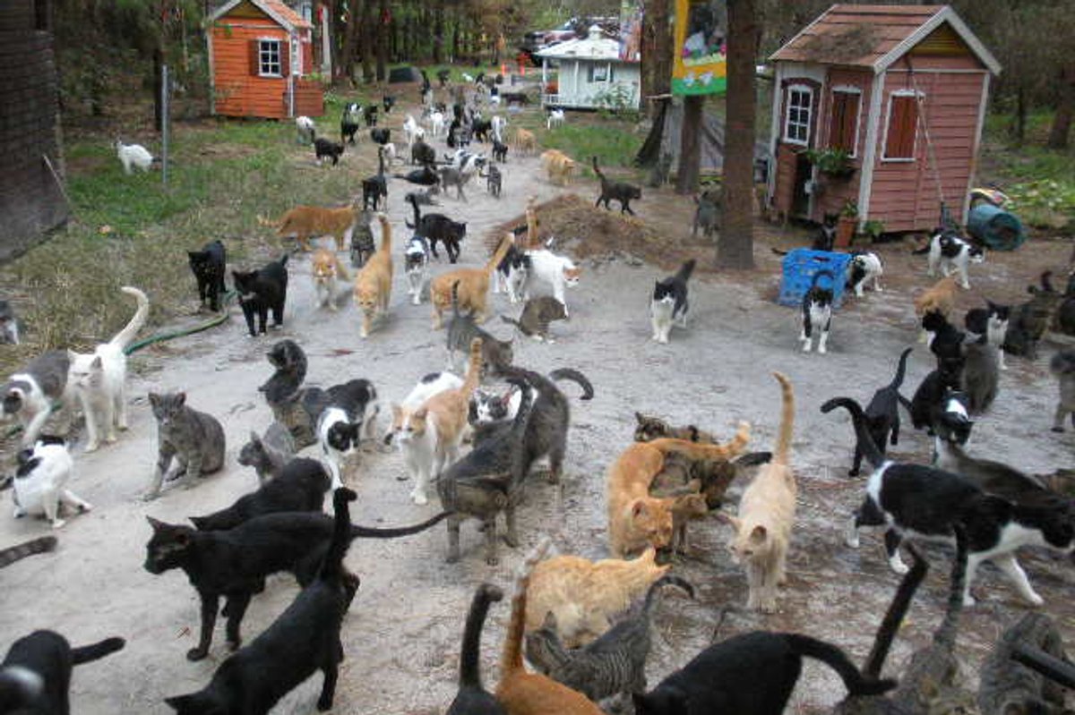 Updates on Caboodle Ranch - Love Meow