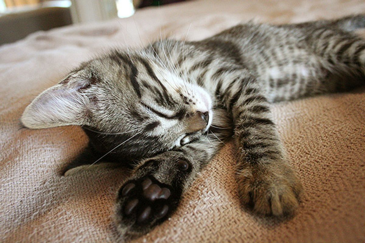 Abandoned Kitten Found His Loving Home