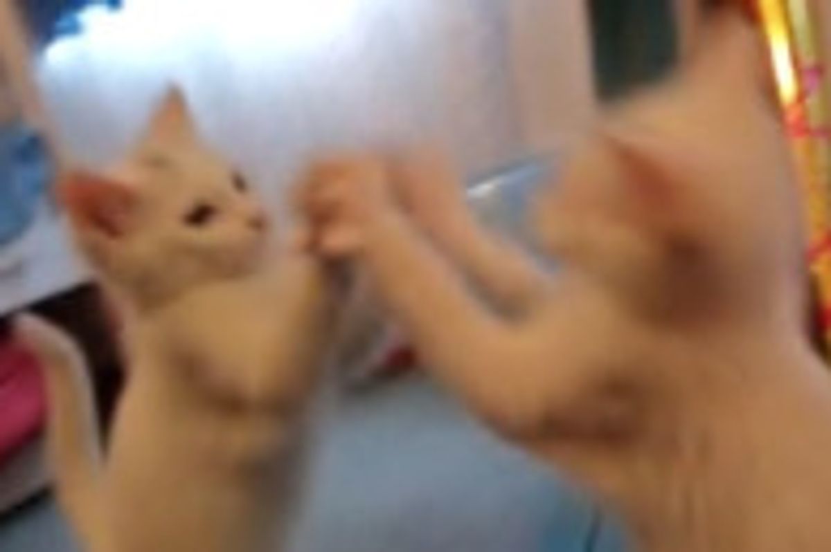 Kitty Sees Himself in the Mirror for the First Time