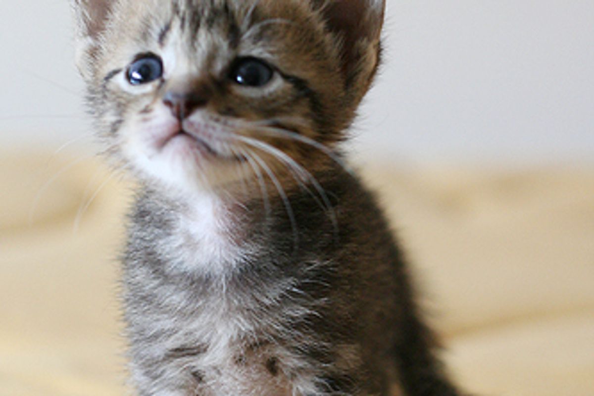 Story of Three Rescued Kittens