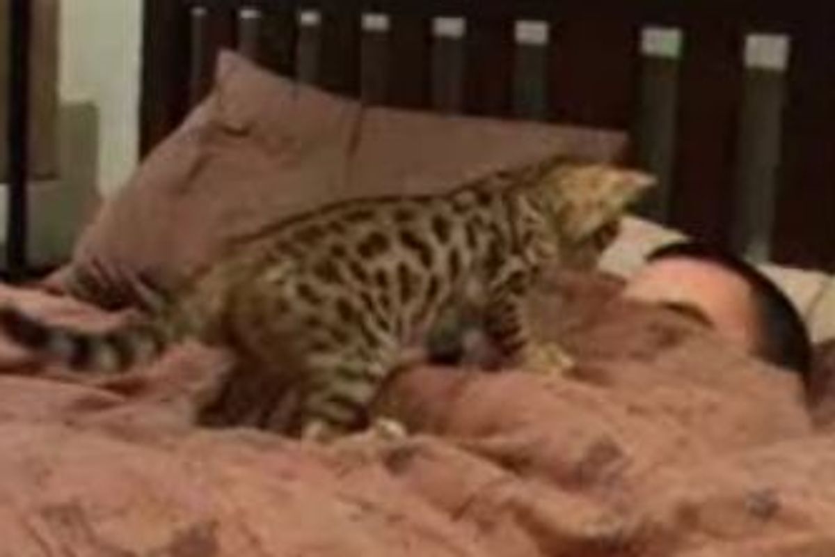 Funny Kitty Tries to Catch Daddy