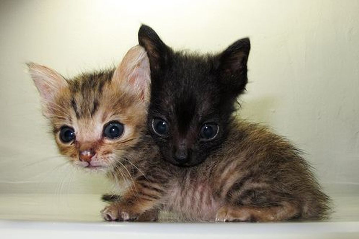 Two Itty Bitty Rescued Kitties