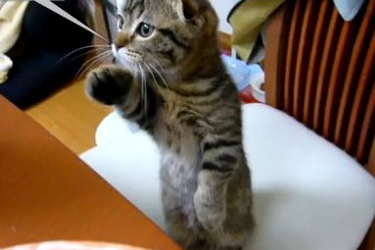 Kitten Offers Help in Kitchen