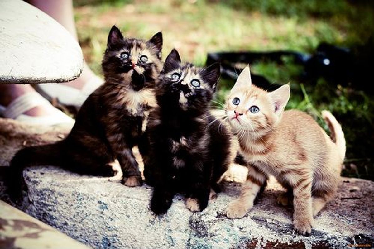 Man Travels for Cats