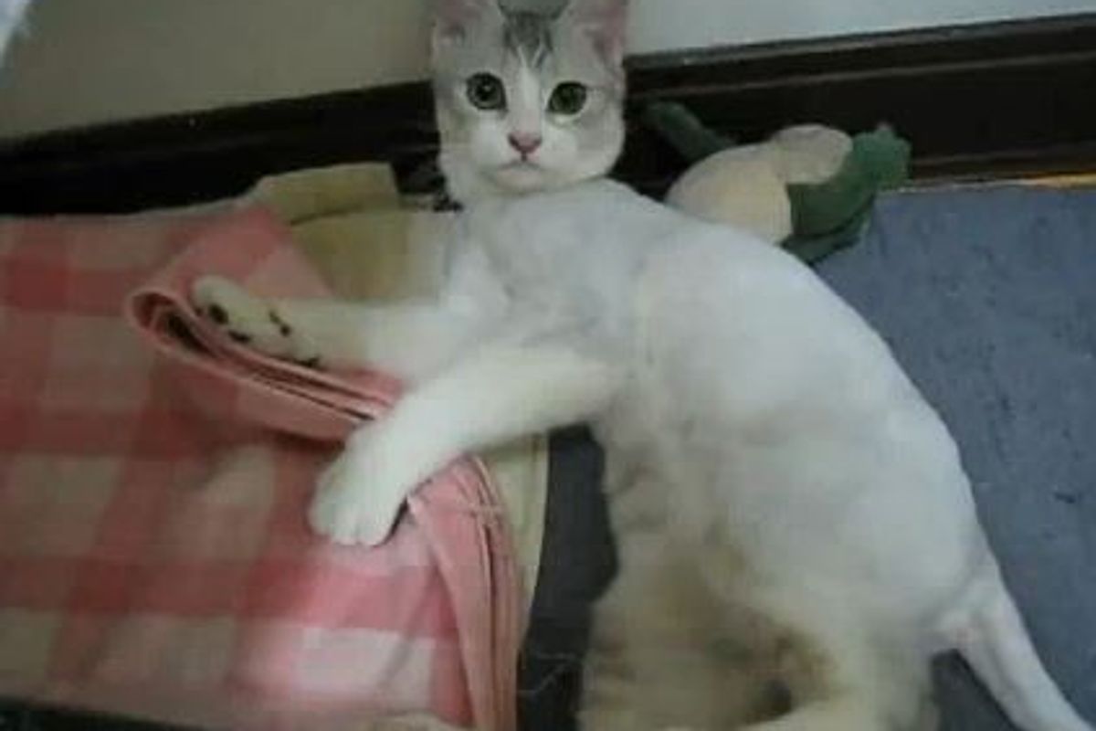 Cat Gets Caught Off Guard