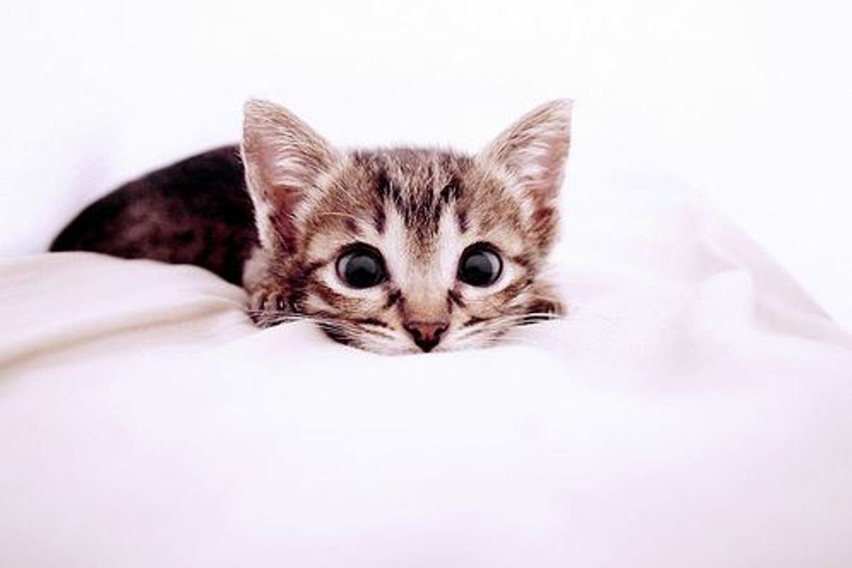 Asma’s Rescued Kittens