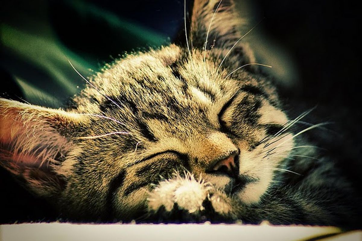 Casey the Tiger Tabby