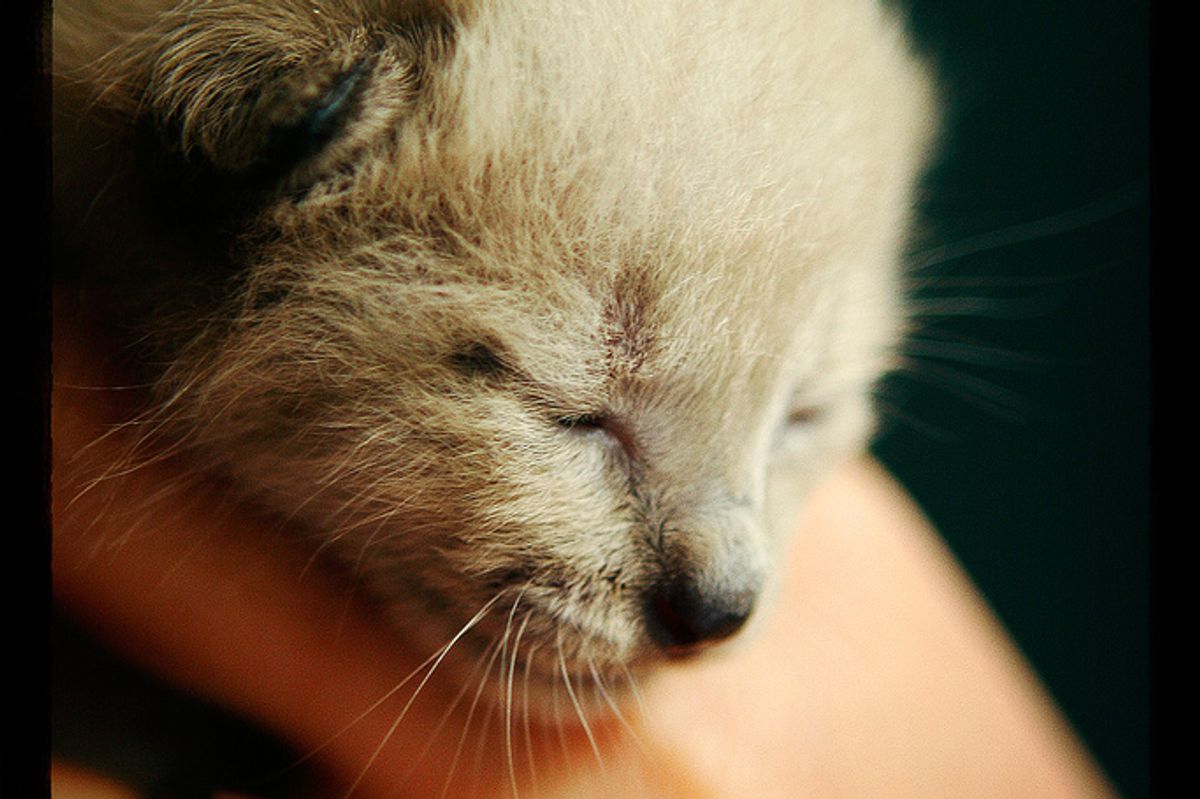 Sunkist Sherman Growers the Rescued Kitten