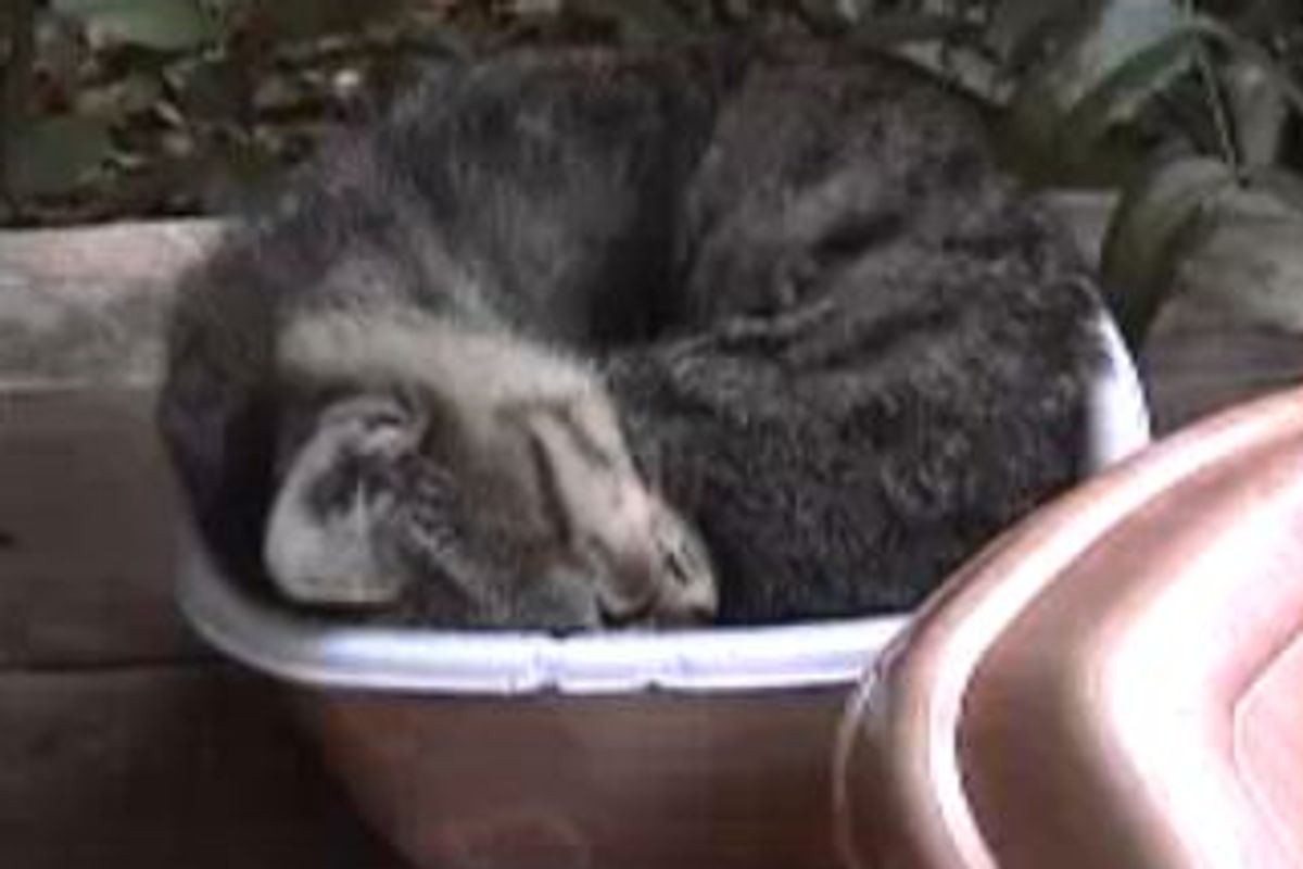 Cat Napping Bowl