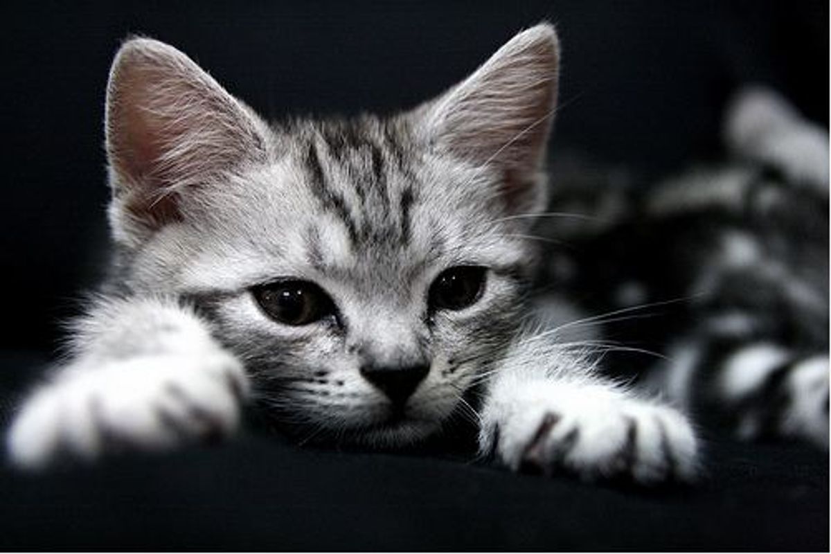 'My Cats Are My Family'