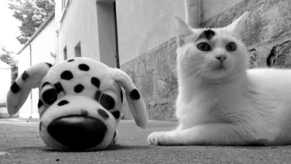 Mimo, the Cat with a Black Spot