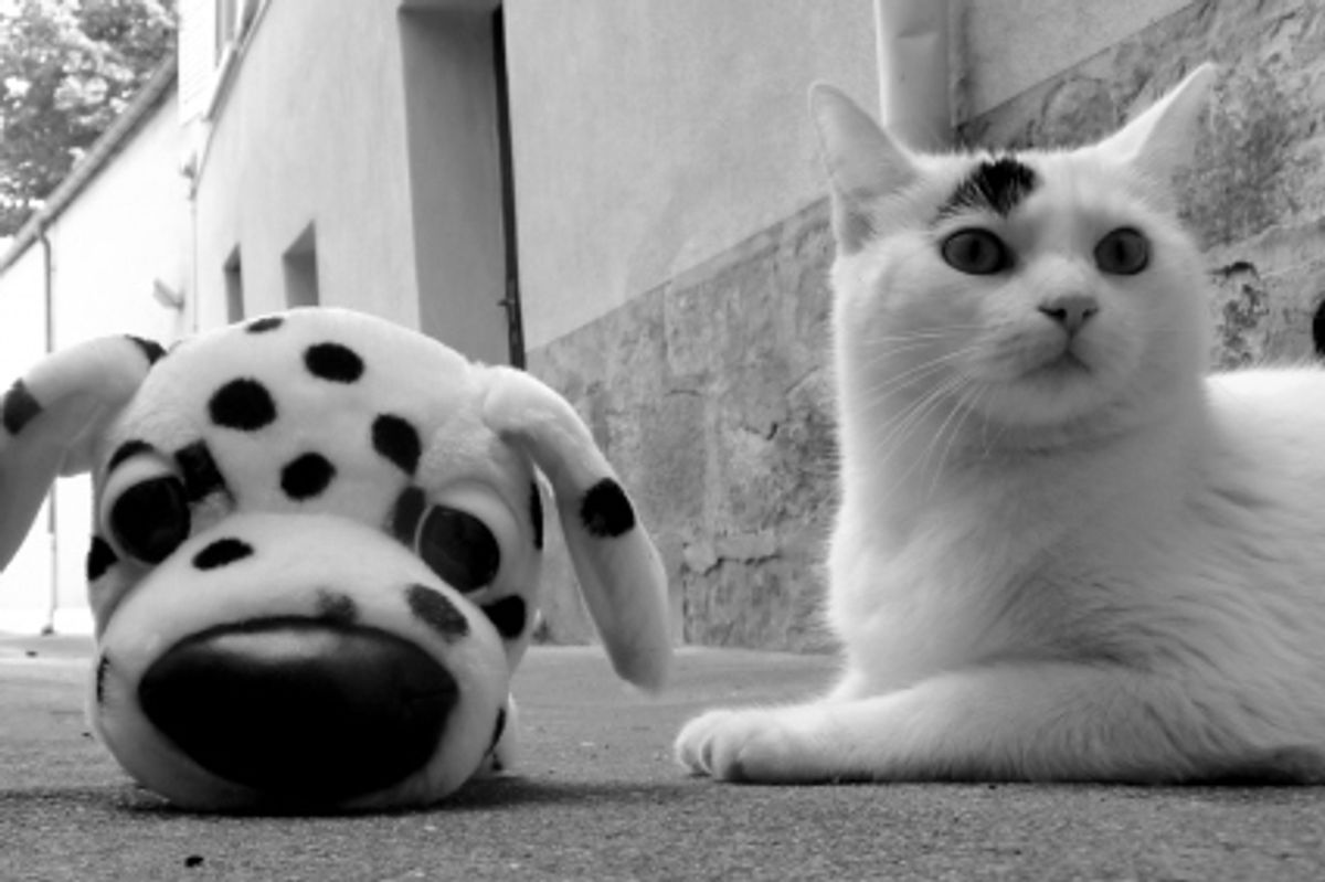 Mimo, the Cat with a Black Spot