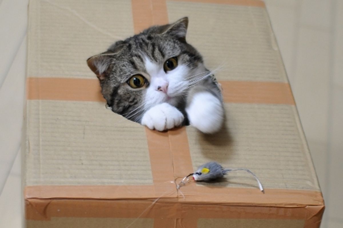 Maru Turned 3 Years Old