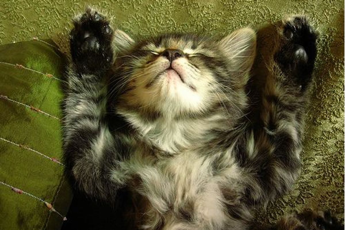 Two Manx Cat Brothers