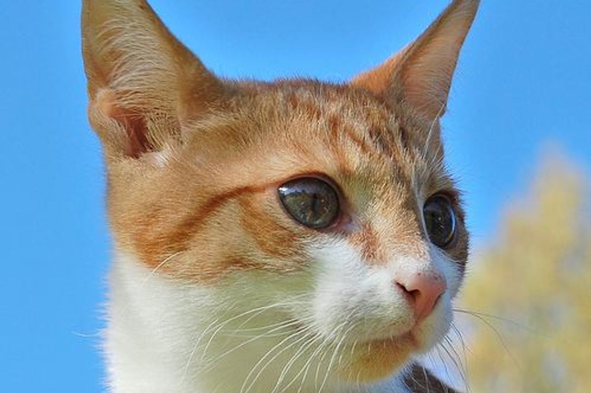 Bullis the Cat, a Mama’s Girl