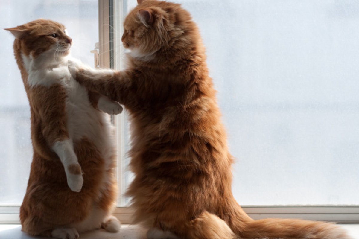 Confrontation