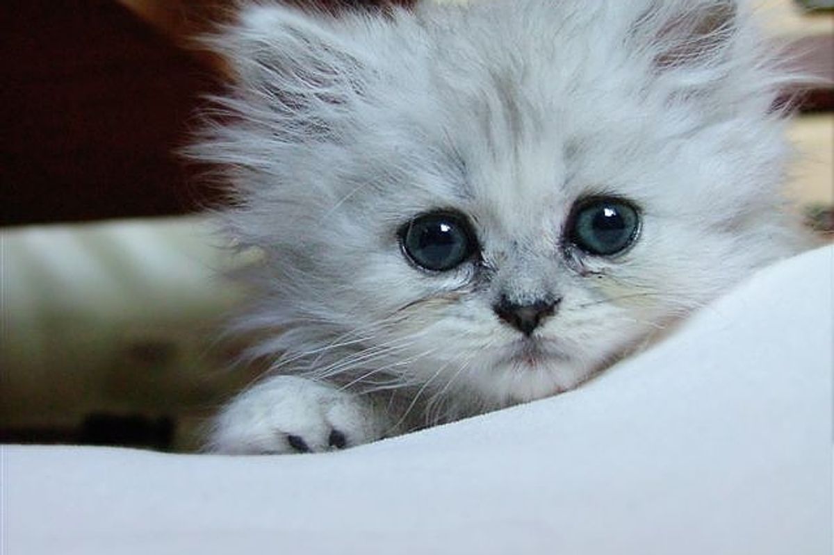 Pudding a Loving and Friendly Kitty