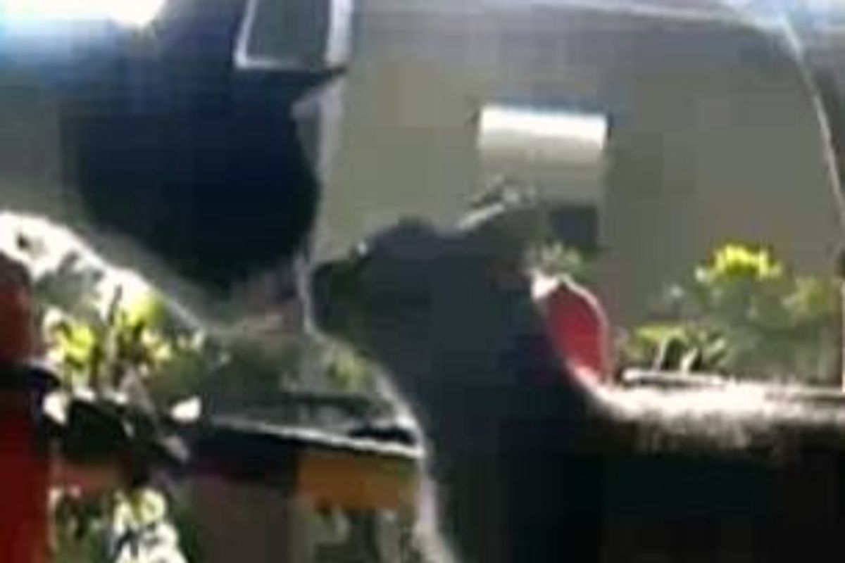 Cat Kisses Song (Neko-chu Ondo)