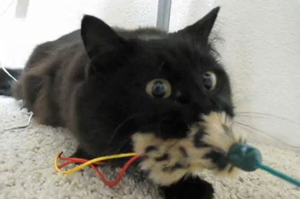 Tenacious Kitty
