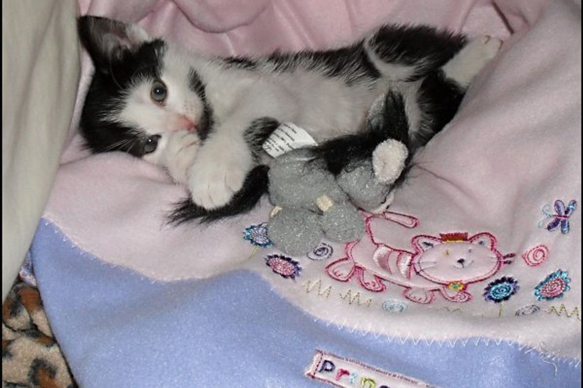 May Cat / Kitten of the Month Results
