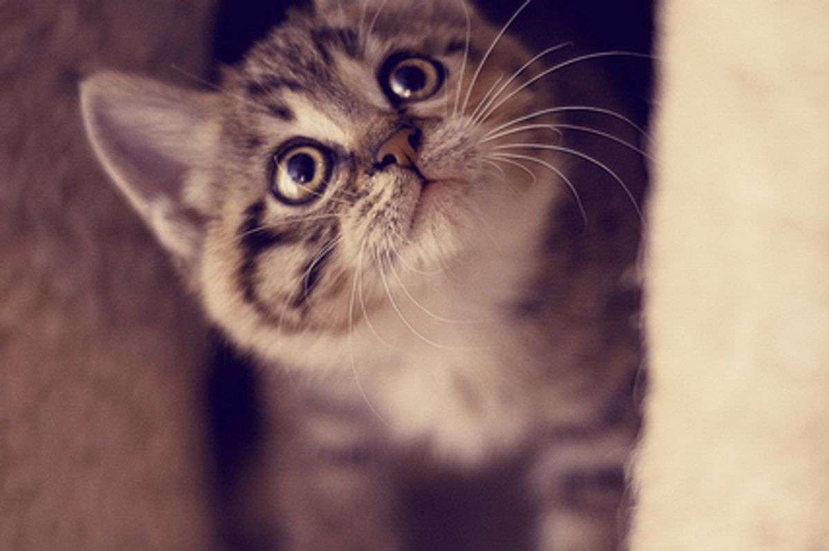 Kitten Who Never Gave Up On Life