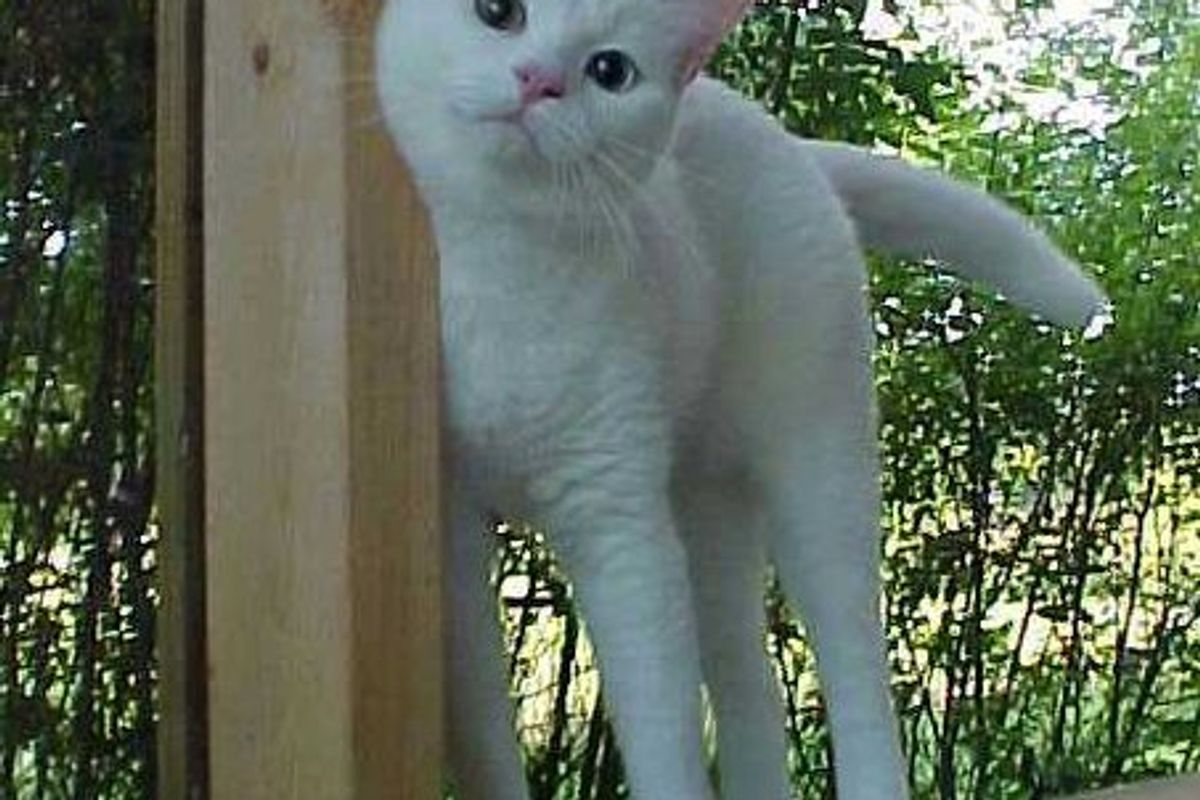 PurrEver Ranch, Sanctuary for Senior, Special Needs Cat