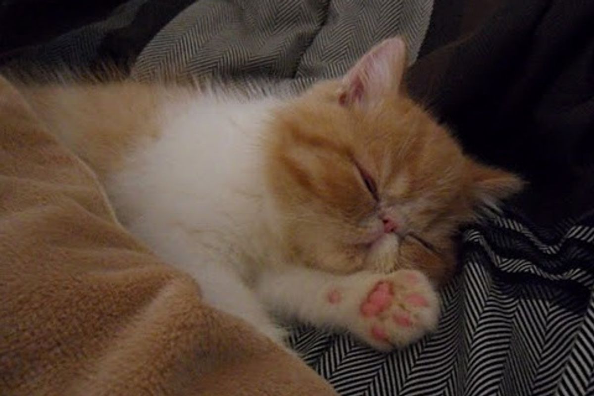 Cute Kitten Making His Bed