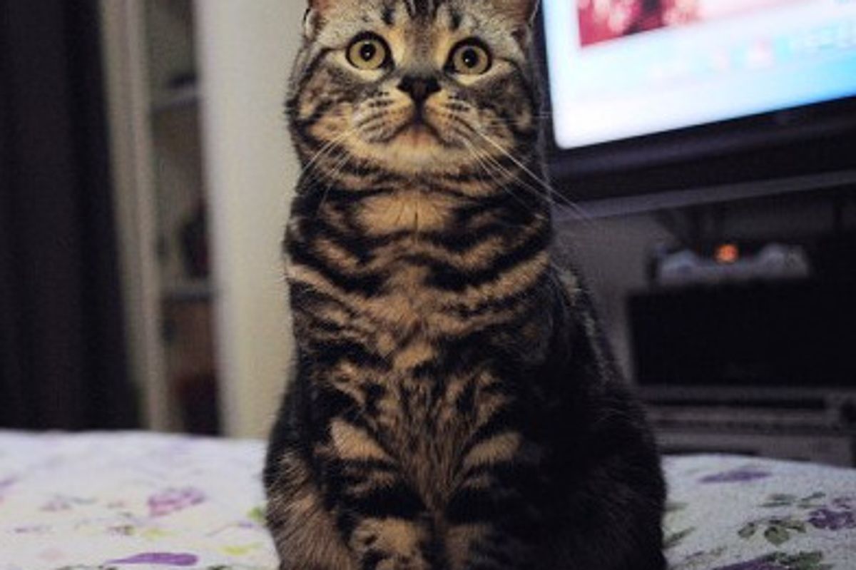 Oscar the Tabby and His Dad