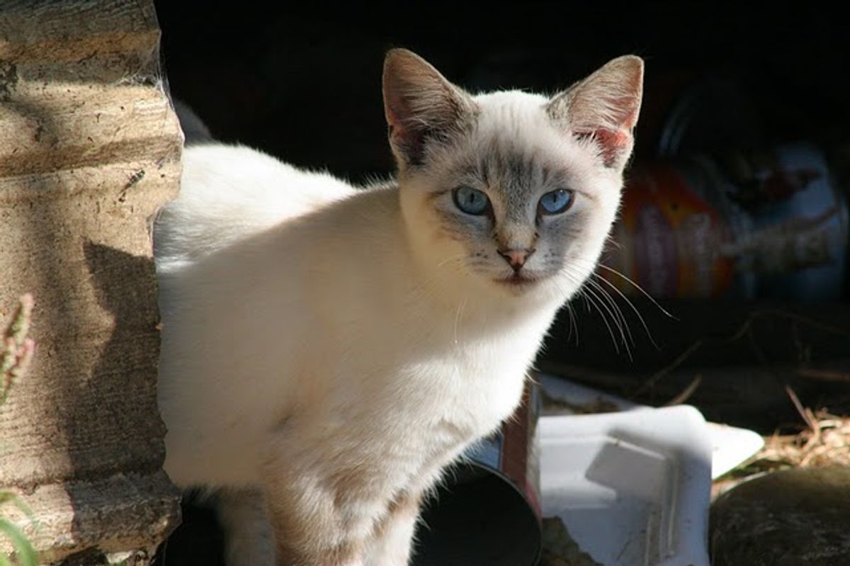 A Woman Started Her Own Feral Kitten-Cat Rescue Project