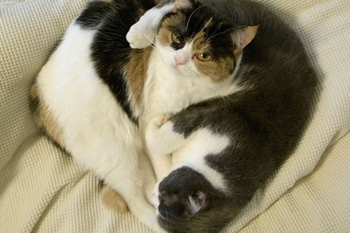 Two Adorable Cat Siblings