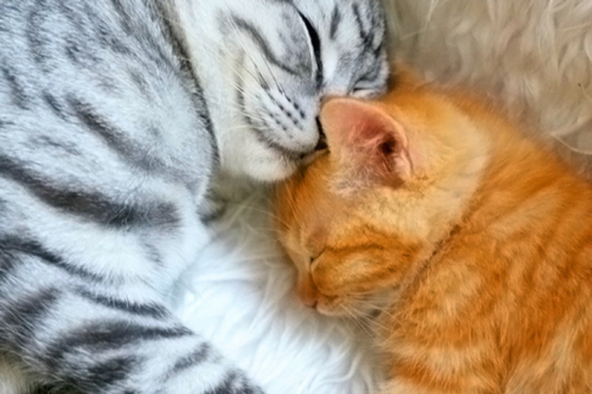 Sweetest Moment