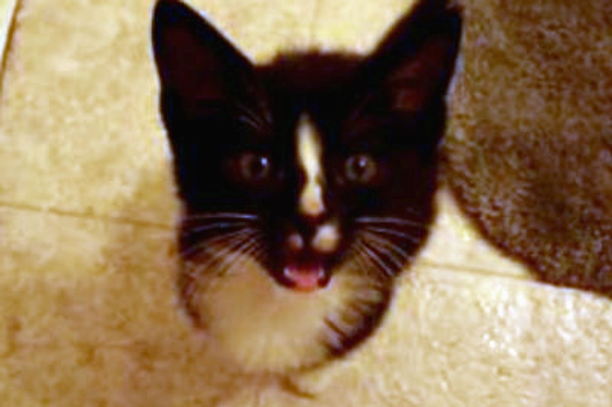 A Little Squeaker