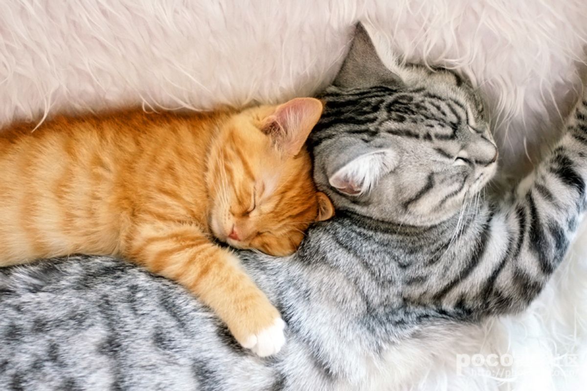 Ginger Kitten and His Best Buddy