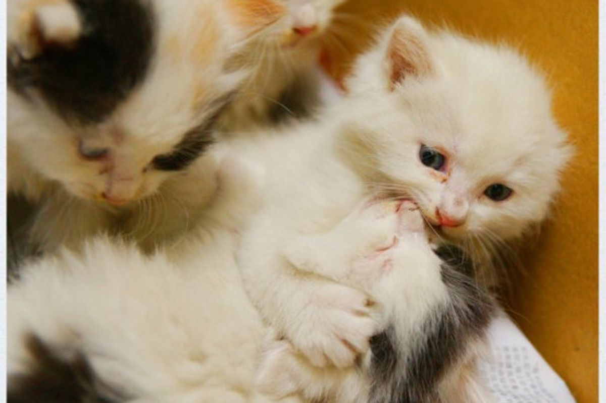 A Litter of Rescued Feral Kittens