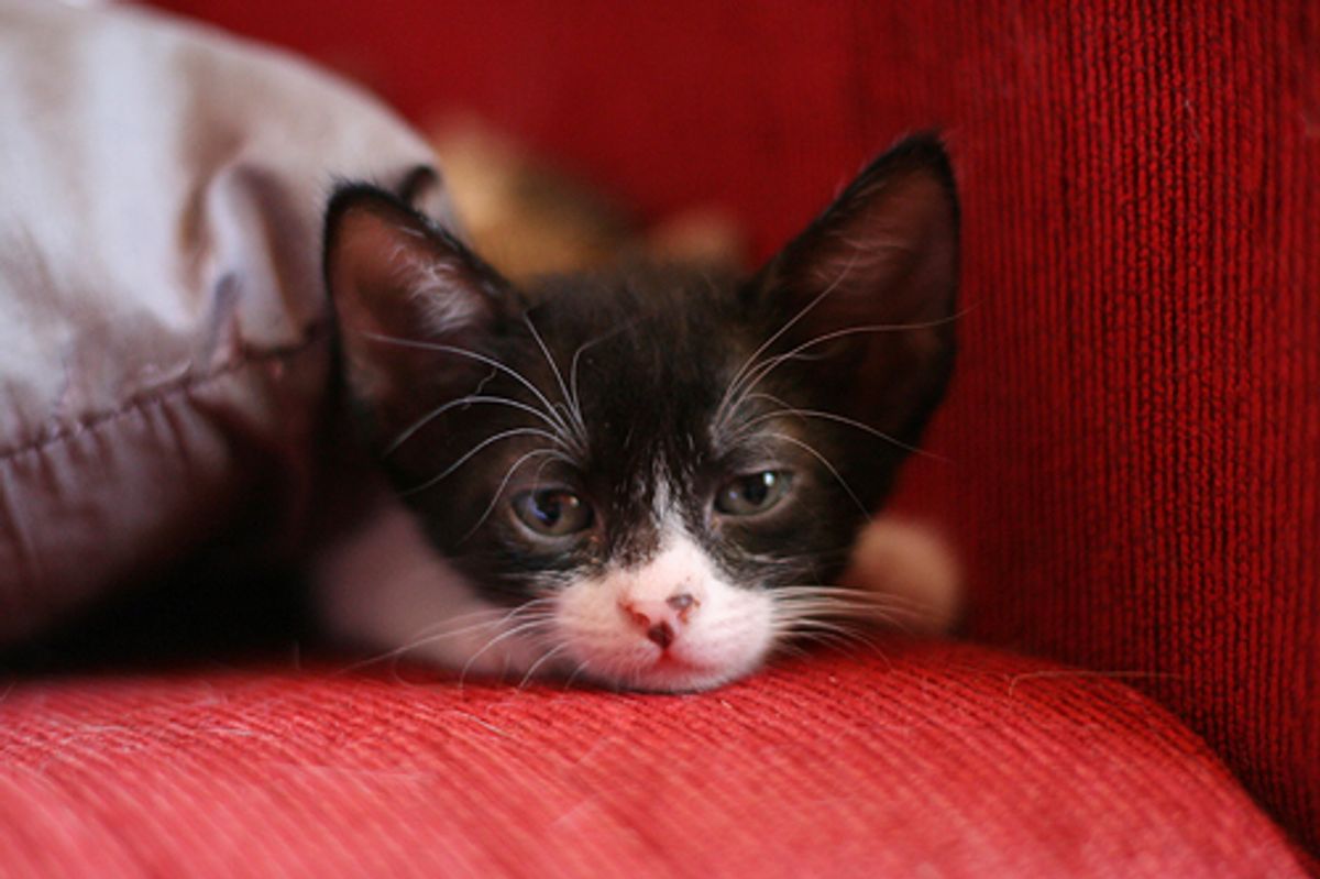 Aurora the Kitty with a Zorro Mask
