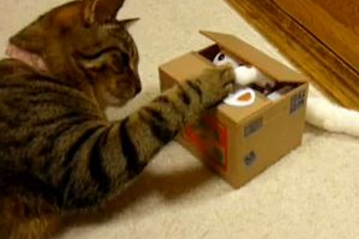 Cat Meets 'Cat' Toy Bank