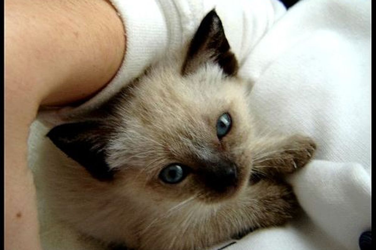 Rescued Kitten Touched Dog Lovers’ Hearts