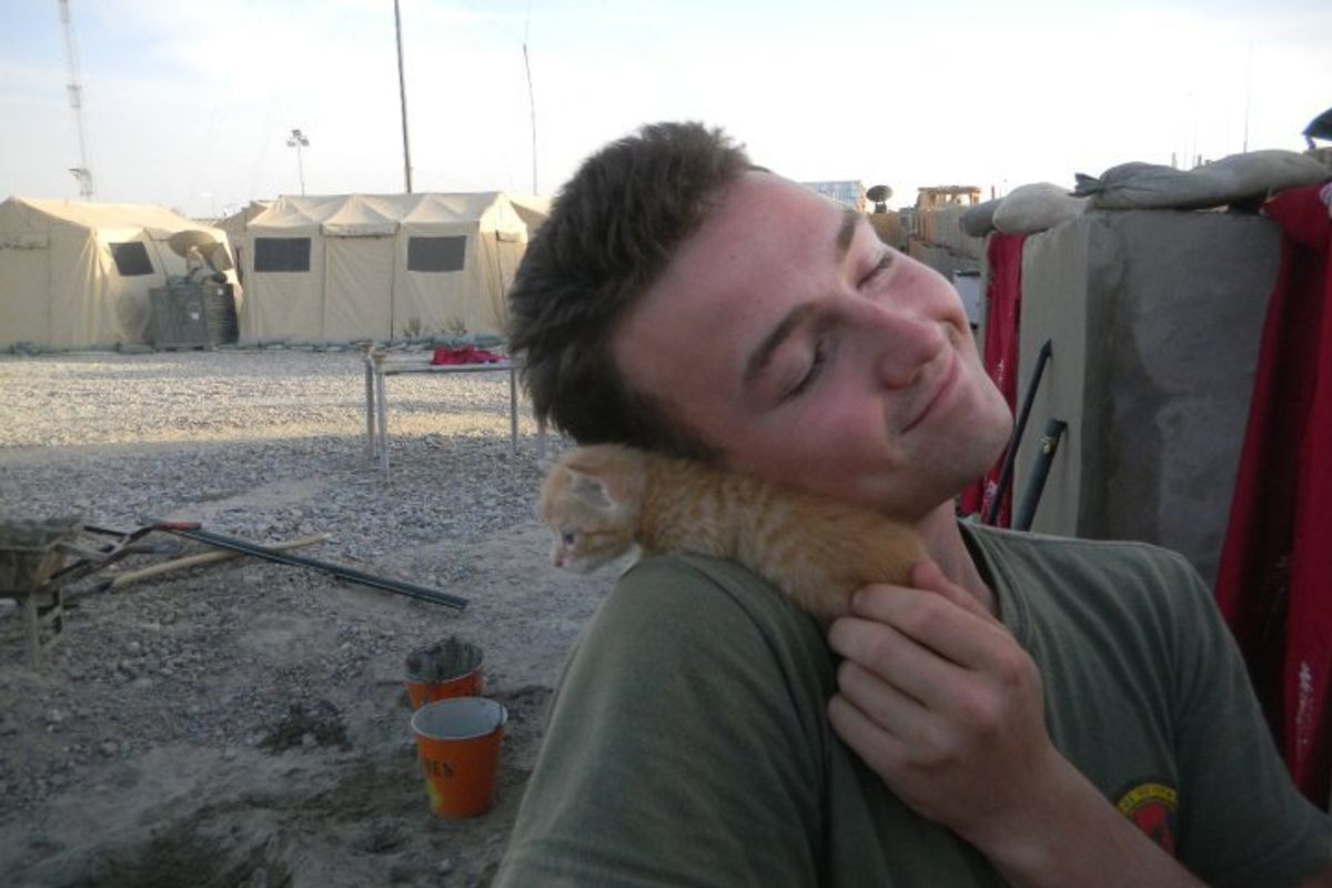 Kitties Rescued by US Marines in Afghanistan