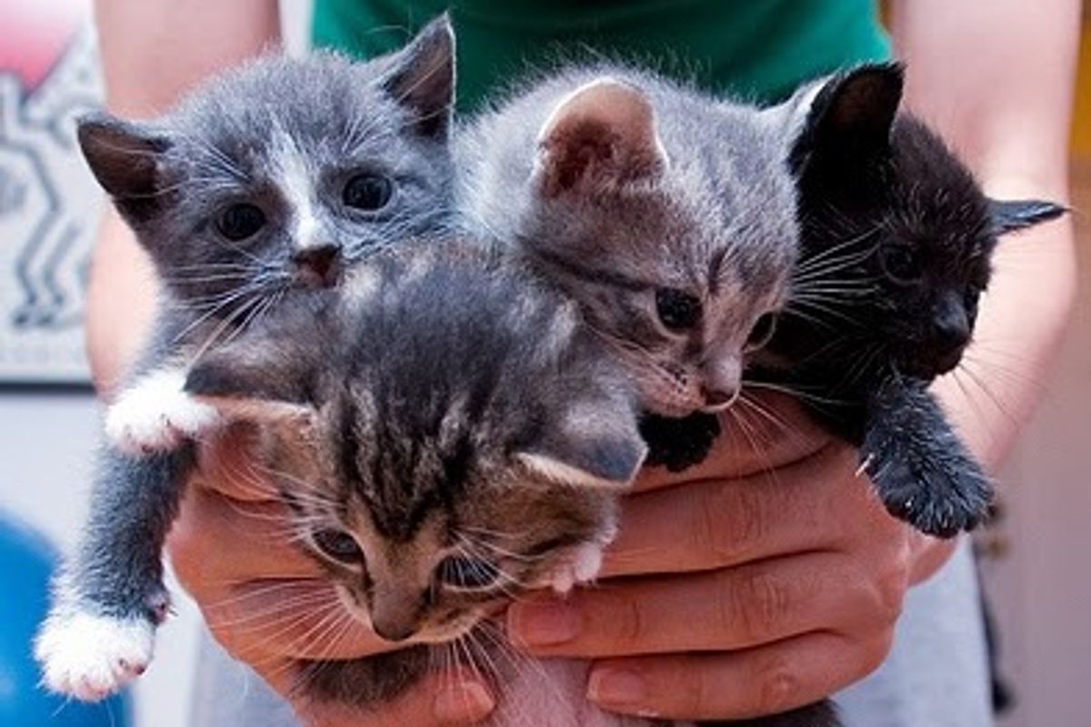 Four Itty Bitty Foster Kitties
