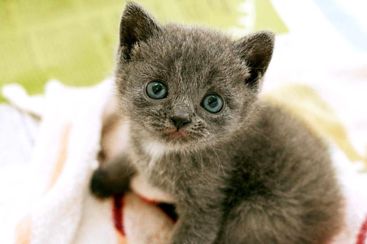 Mina a Rescued Cat Becomes a Foster Mom