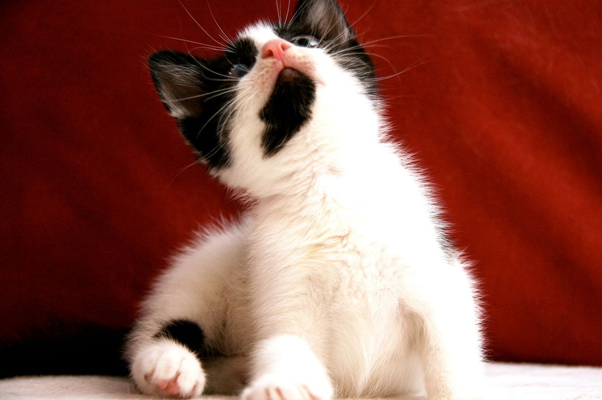 Kitty Who Sees the World Through One Eye