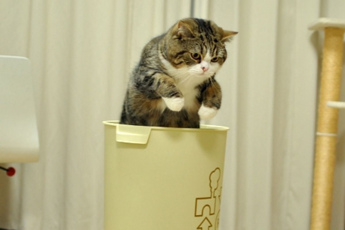 When Maru Wants to Play