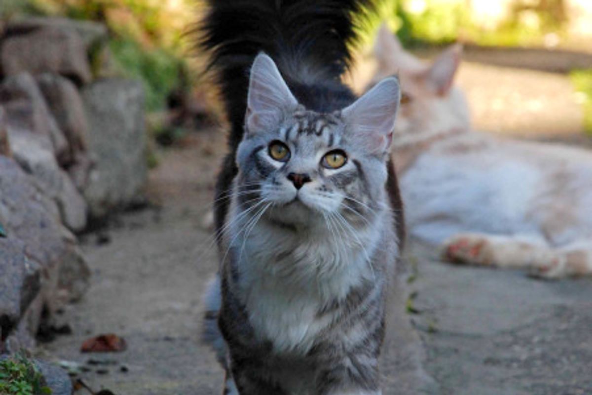 Cat with a Magnificent Tail
