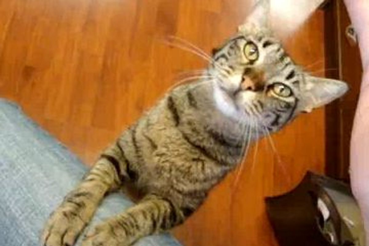 Kitty Asks For Cuddles