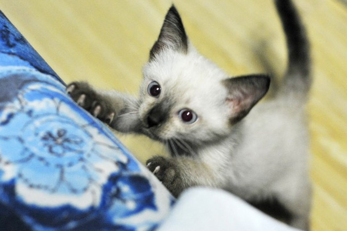 Diary of Two Cats' First Meeting