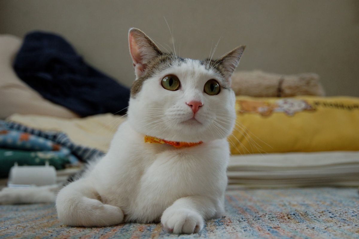 Konatsu the Lovely Cat