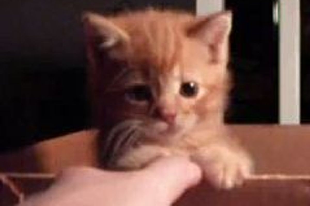 Feisty Little Ginger Kitten