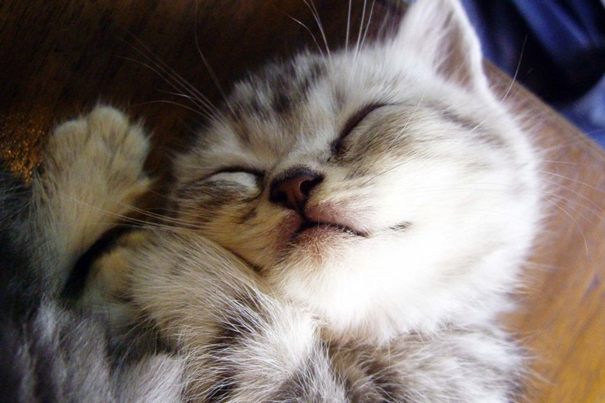 Kitty Taking a Nap
